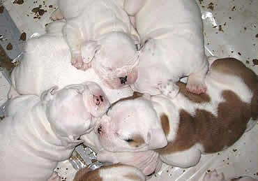 studreferralpups.scott