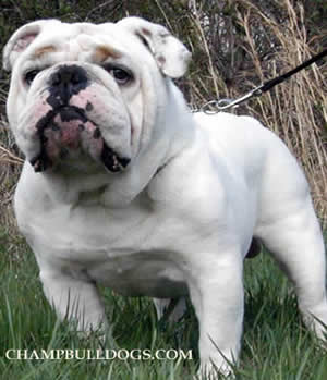 studservice.deek english bulldog picture .