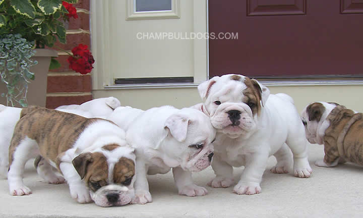 supplements 2 bulldogs
