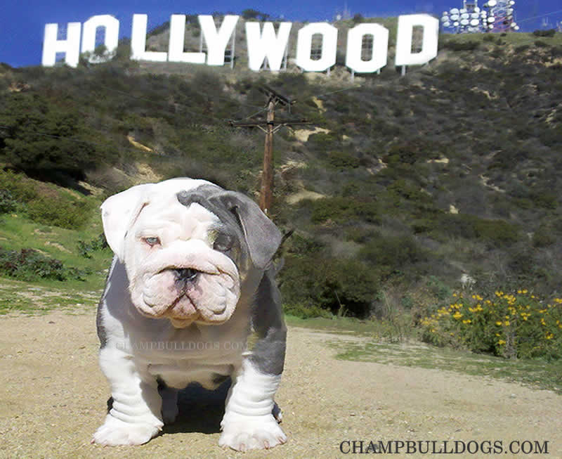 tri_colored_bulldogs.2 blue Ace bulldog