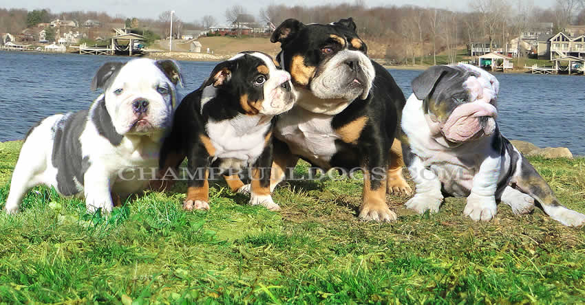 tri_colored_bulldogs.blue bulldogs